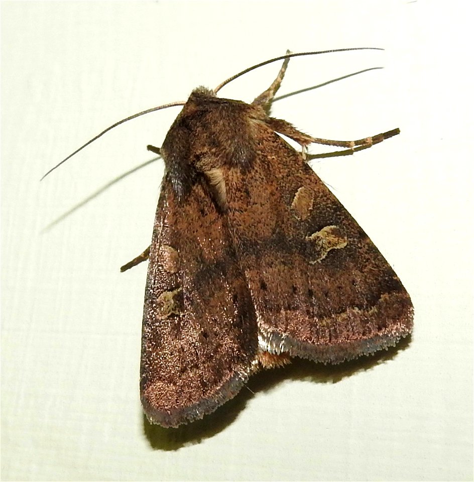 Xestia xanthographa