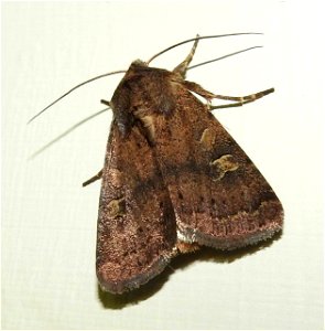 Xestia xanthographa