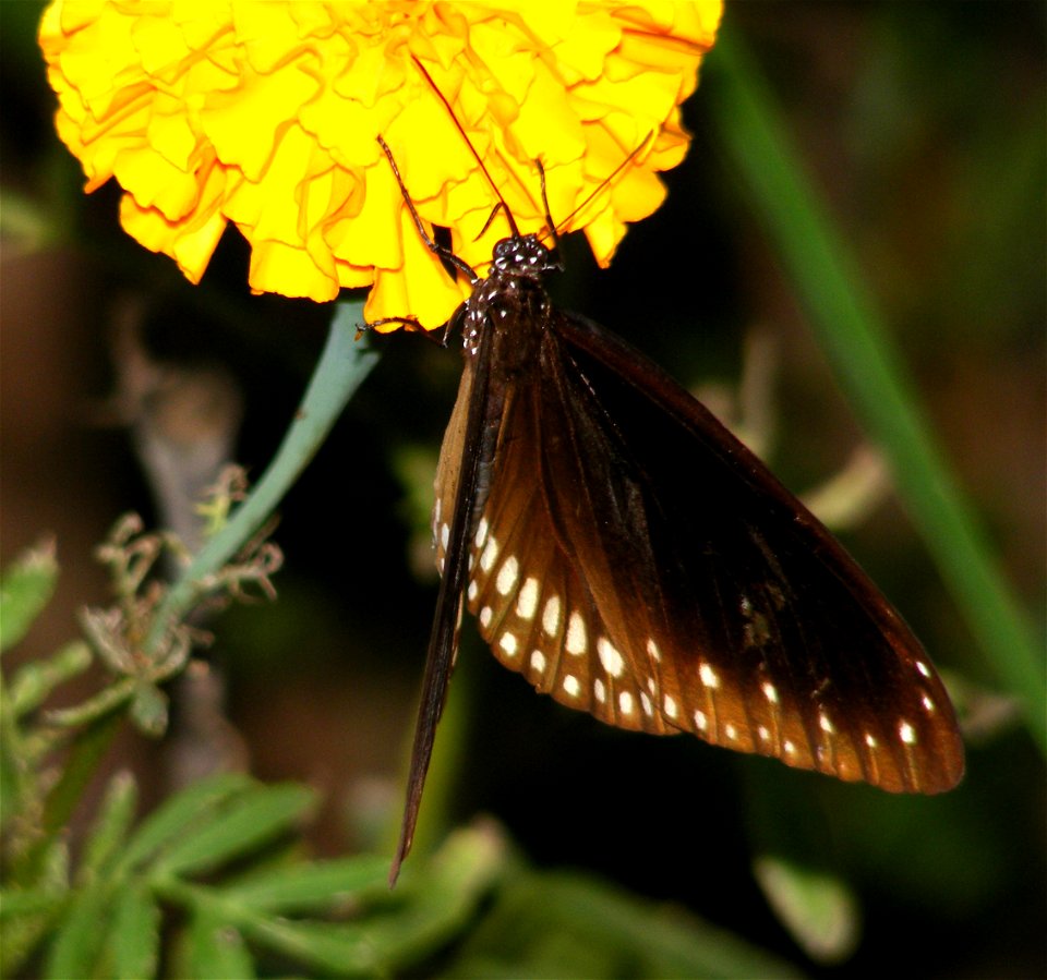 Double-branded Crow _Euploea sylvester