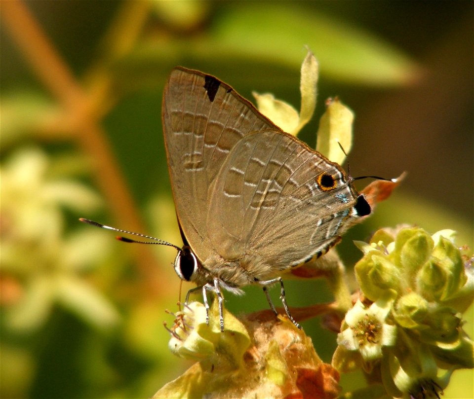 Cornelian_Deudorix epijarbas