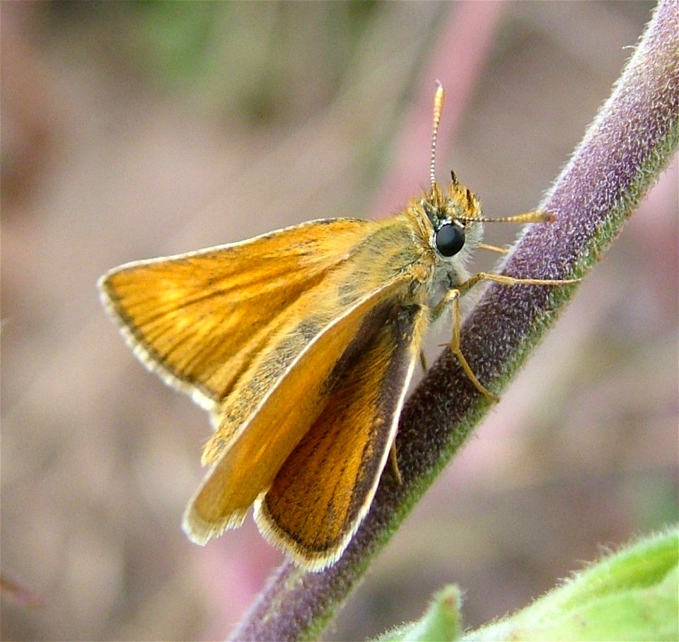 Dickkopffalter Thymelicus acteon