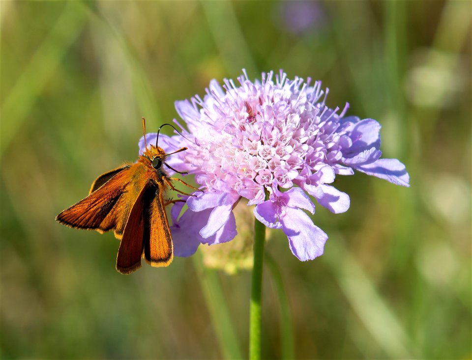 Lulworth Skipper (Thymelicus acteon), Nea Makri, Attica, Greece. May 26, 2019, 10:08, 38.090196 23.976339.