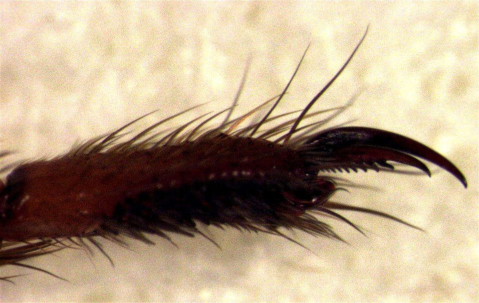 Gradungula sorenseni (tarsus of leg I)