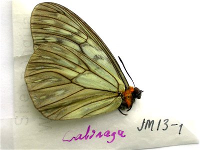 CHINA. Shennongija, W-Hubei, <a href="http://nymphalidae.utu.fi/story.php?code=JM13-1" rel="nofollow">see in our database</a> photo