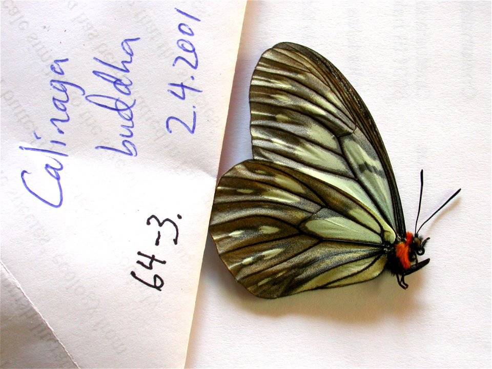 Stratford Butterfly Farm, UK.   MPE 2003, PRS 2005, MPE 2006, Biol.Lett.2008, Sys Bio 2008, MPE 2009, PRS 2009, BJLS2010, PRS 2012,  Phylogenomics, Exemplar,  <a href="http://nymphalidae.utu.fi/sto