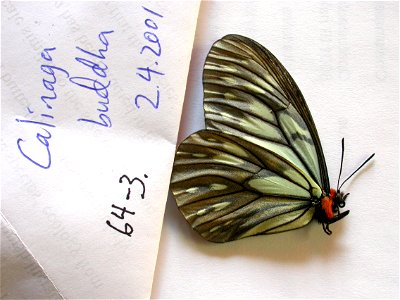 Stratford Butterfly Farm, UK. MPE 2003, PRS 2005, MPE 2006, Biol.Lett.2008, Sys Bio 2008, MPE 2009, PRS 2009, BJLS2010, PRS 2012, Phylogenomics, Exemplar, <a href="http://nymphalidae.utu.fi/sto photo