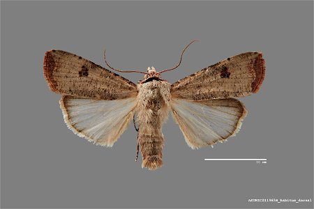 Arizona State University Hasbrouck Insect Collection Catalog #: ASUHIC0119634 Taxon: Anicla infecta (Ochsenheimer) Family: Noctuidae Determiner: J.B. Sullivan (2016) Collector: J.B. Sullivan Date: 201 photo