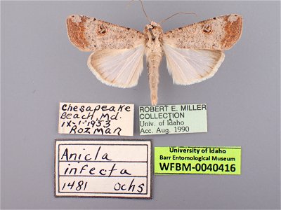 William F. Barr Entomological Museum
Catalog #: WFBM0040416
Taxon: Anicla infecta (Ochsenheimer)
Family: Noctuidae
Collector: Rozman
Date: 1953-09-01
Verbatim Date: 1953-9-1
Additional Collectors: Rob