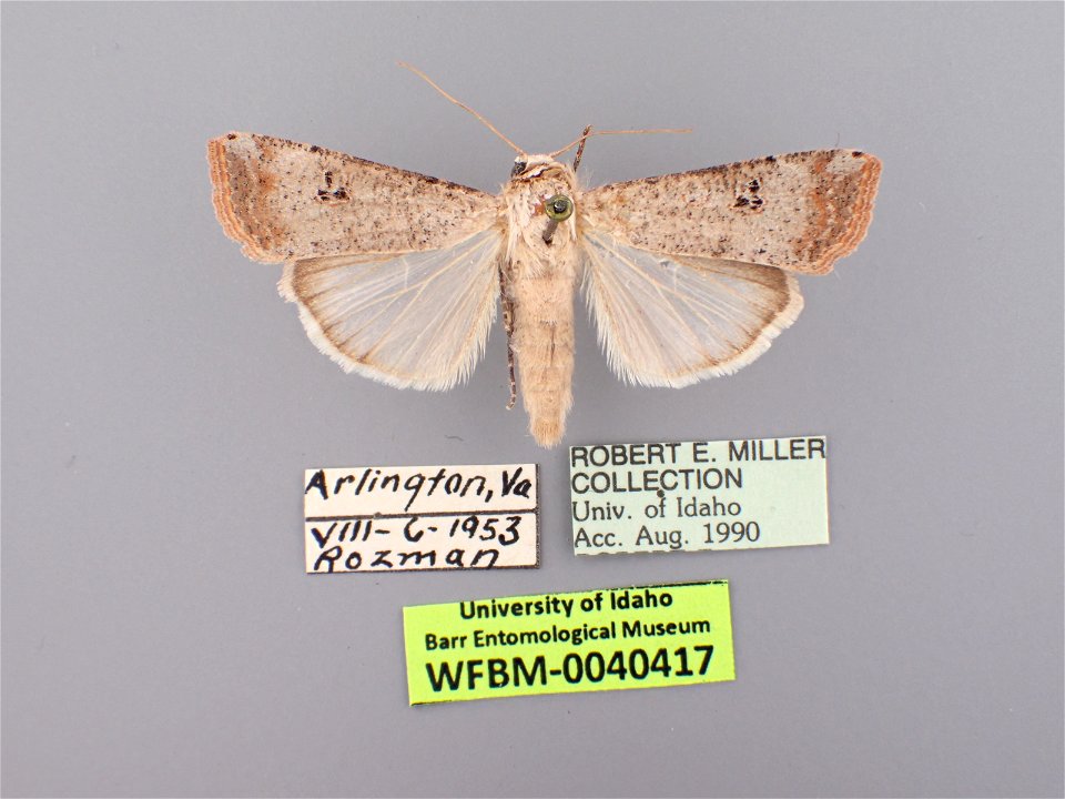William F. Barr Entomological Museum
Catalog #: WFBM0040417
Taxon: Anicla infecta (Ochsenheimer)
Family: Noctuidae
Collector: Rozman
Date: 1953-08-06
Verbatim Date: 1953-8-6
Additional Collectors: Rob