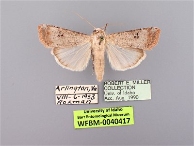 William F. Barr Entomological Museum Catalog #: WFBM0040417 Taxon: Anicla infecta (Ochsenheimer) Family: Noctuidae Collector: Rozman Date: 1953-08-06 Verbatim Date: 1953-8-6 Additional Collectors: Rob photo