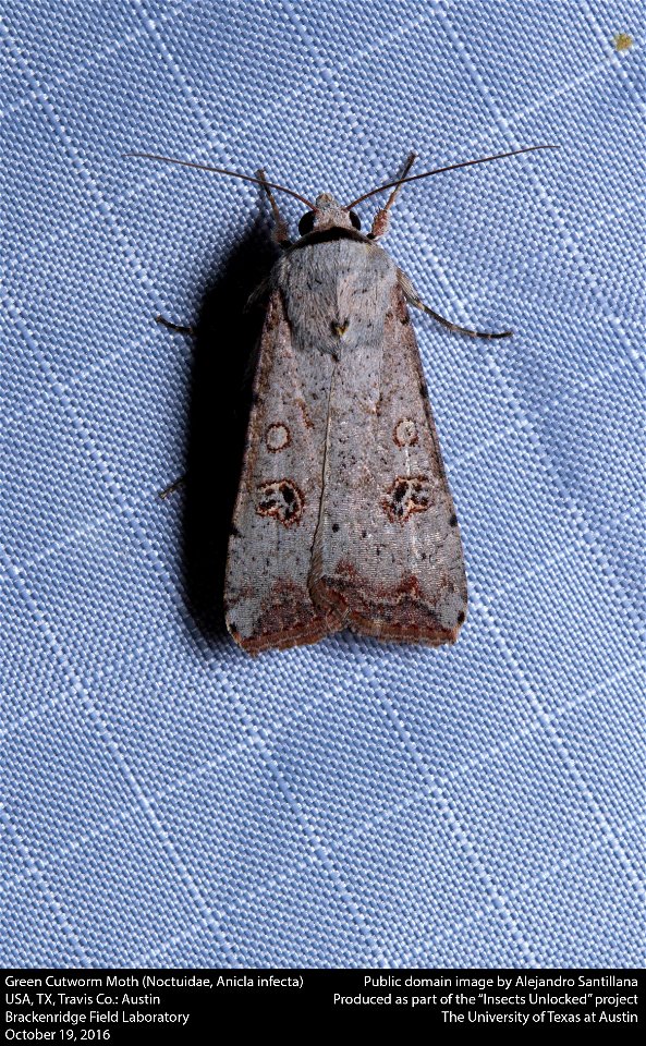 USA, TX, Travis Co.: Austin
Brackenridge Field Laboratory

19-x-2016