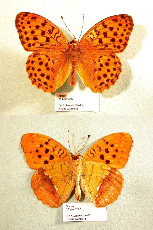 ISE 2006,  Exemplar,  <a href="http://nymphalidae.utu.fi/story.php?code=NW104-15" rel="nofollow">see in our database</a>