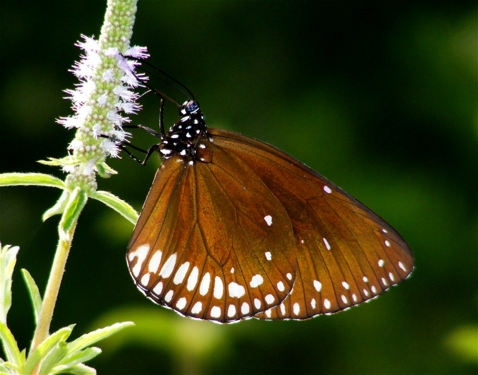 Brown King Crow (Euploea klugii)