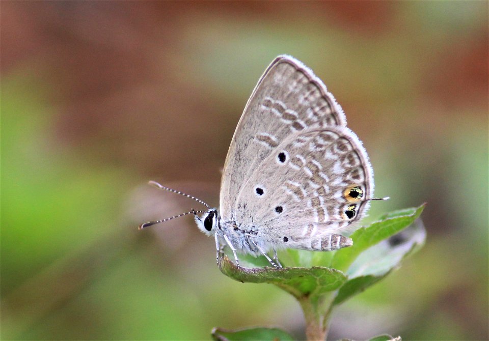 Chilades parrhasius Fabricius, 1793 – Small Cupid