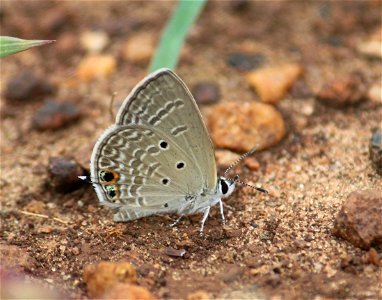 Chilades parrhasius Fabricius, 1793 – Small Cupid