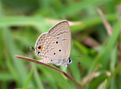 Chilades parrhasius Fabricius, 1793 – Small Cupid