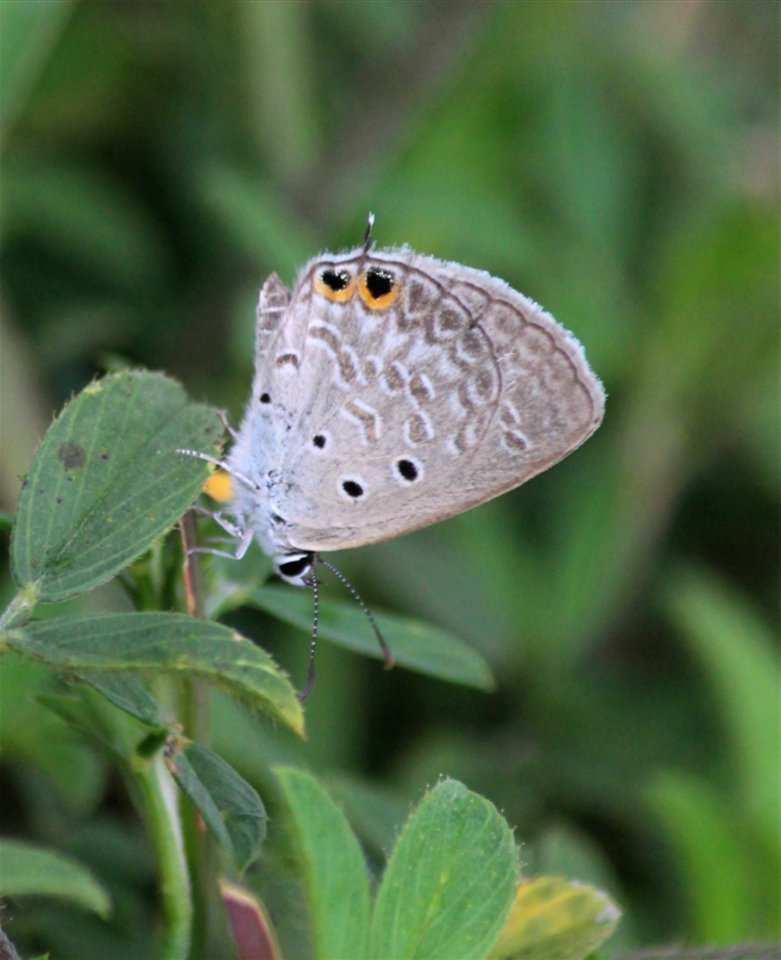 Chilades parrhasius Fabricius, 1793 – Small Cupid