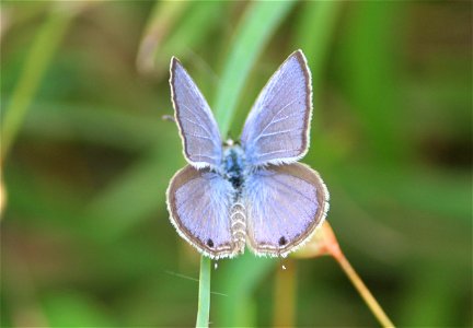 Chilades parrhasius Fabricius, 1793 – Small Cupid (Male)