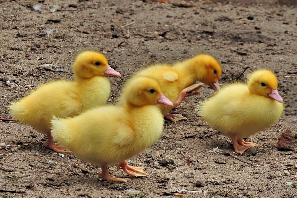 Entenkuecken ducks duckling