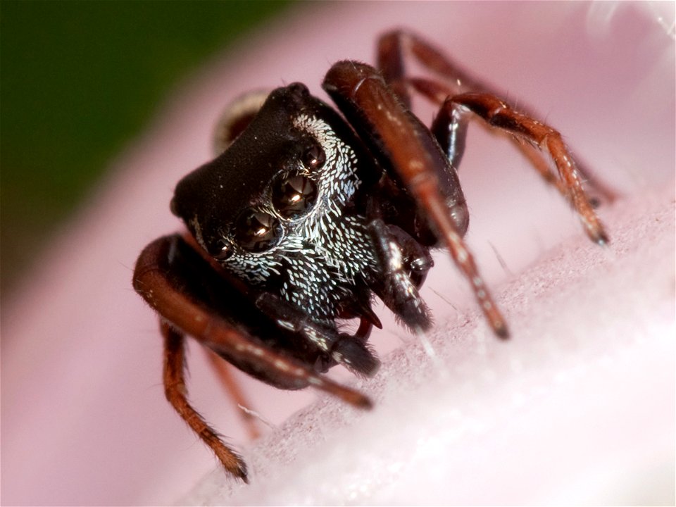 Adult male Zygoballus sexpunctatus jumping spider on a flower petal. Body length: 3.5 mm.