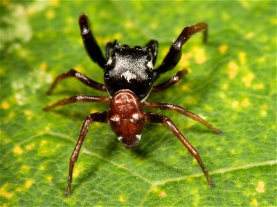 Adult male Zygoballus sexpunctatus jumping spider found at Shelby Park in Nashville, Tennessee. Body length: 3.5 mm.