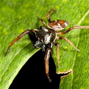 Adult male Zygoballus sexpunctatus jumping spider found at Shelby Park in Nashville, Tennessee. Body length: 3.5 mm.