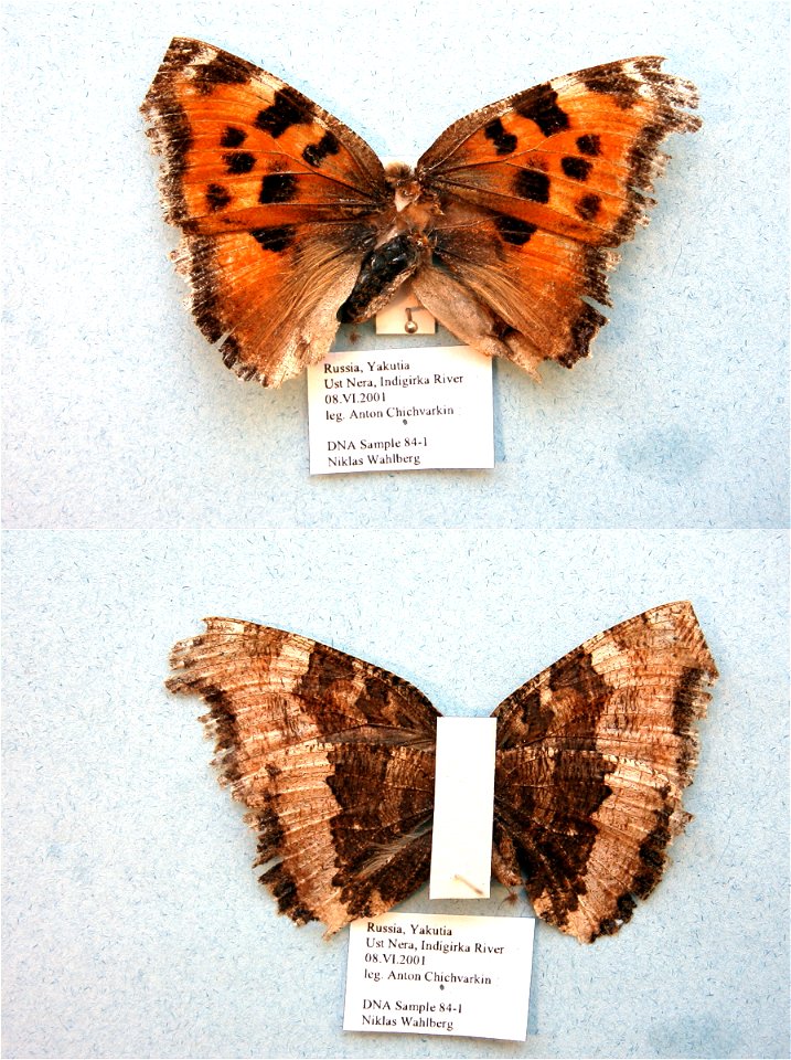 RUSSIA.  Ust Nera, Indigirka River, Yakutia,  Cladistics 2003, BJLS 2005, BMC 2009,  Exemplar,  <a href="http://nymphalidae.utu.fi/story.php?code=NW84-1" rel="nofollow">see in our database</a