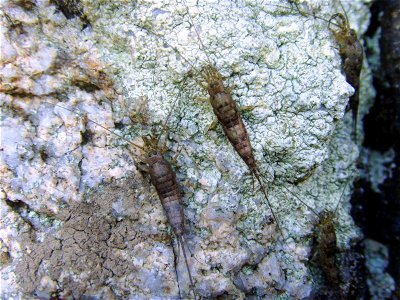 Groupe de Petrobius maritimus sur falaise supralittorale, Toull ar C'Hrabanoù, Goulien, Finistère, Bretagne, France
