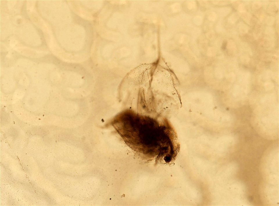PRESERVED_SPECIMEN; ; ; microslide;
