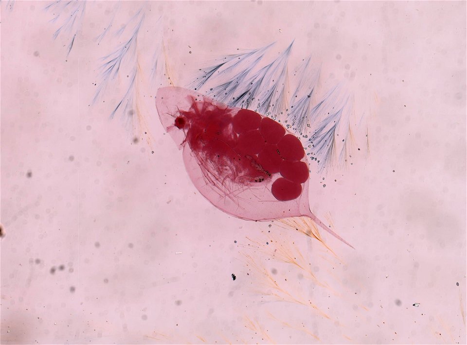 PRESERVED_SPECIMEN; ; ; microslide; Det. by: Stanley I. Dodson; IZ number 90650; lot count 1; Microslide 01, balsam, whole mount; other number 2; 1964-01-01T00:00:00Z