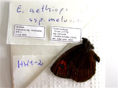 RUSSIA. Caucasus Mts., Kislovodsk, <a href="http://nymphalidae.utu.fi/story.php?code=HW1-2" rel="nofollow">see in our database</a> photo
