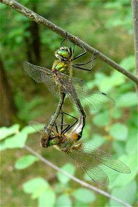 twee parende smaragdlibellen (Cordulia aenea) uit de familie van de glanslibellen (Corduliidae))