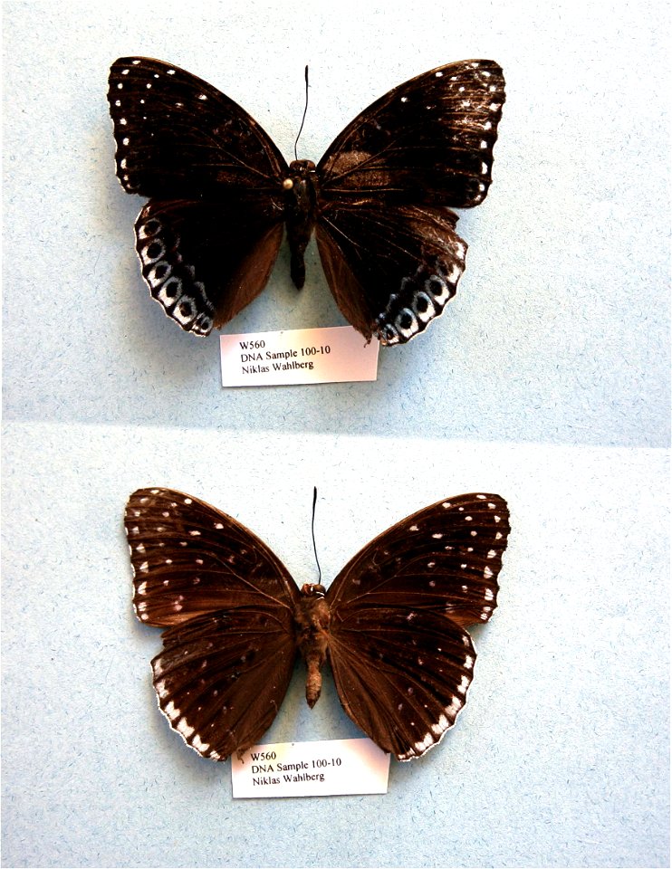 BANGLADESH.  Sylhet Div., Lowacherra Forest,  MPE 2003, BJLS 2005, Sys Bio 2008, PRS 2009,  Phylogenomics, Exemplar, GAA insertion removed from CAD at position 488,  <a href="http://nymphalidae.utu