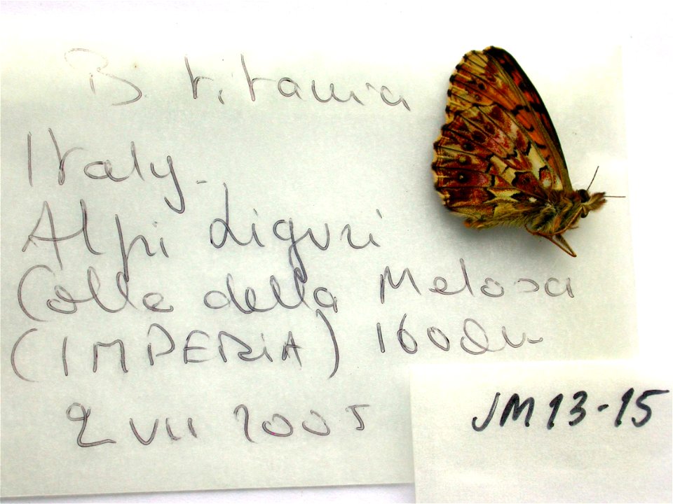 ITALY.  Alpi Liguri, Colle della Melosa (IMPERIA), 1600m,    <a href="http://nymphalidae.utu.fi/story.php?code=JM13-15" rel="nofollow">see in our database</a>