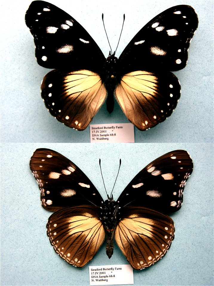 Stratford Butterfly Farm, UK.   BJLS 2005, JEB 2007,  Exemplar,  <a href="http://nymphalidae.utu.fi/story.php?code=NW68-8" rel="nofollow">see in our database</a>