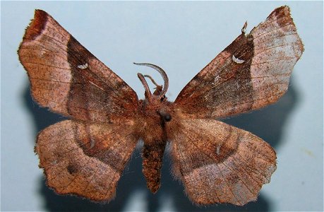 Selenia tetralunaria (male)