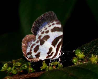 Banded Blue Pierrot_(Discolampa ethion) photo