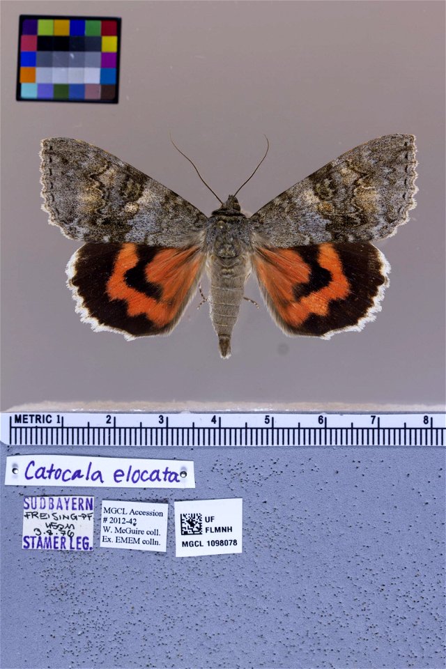 Florida Museum of Natural History, McGuire Center for Lepidoptera and Biodiversity
Catalog #: MGCL_1098078
Taxon: Catocala elocata (dorsal)
Family: Erebidae

Locality: Germany
