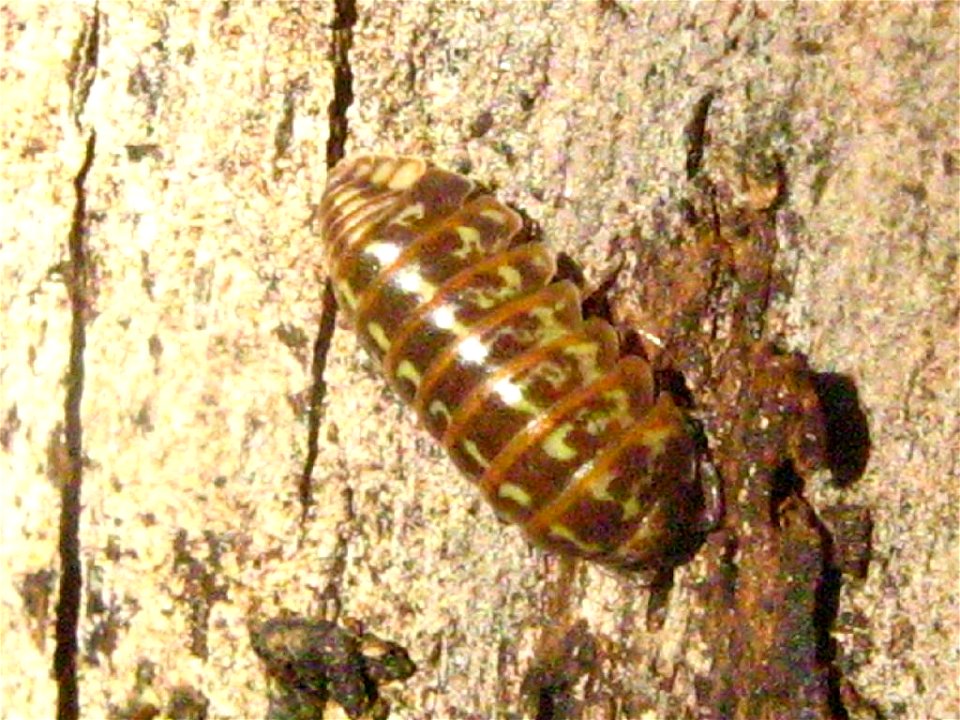 Die Rollassel Armadillidium pictum, gefunden am  07.08.2007 im Nauener Stadtwald am Stamm einer Gemeinen Kiefer in ca. 1,7 m Höhe. (Landkreis Havelland, Brandenburg) Danke an User:Pudding4brains für d