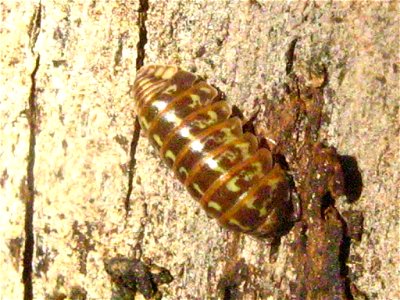 Die Rollassel Armadillidium pictum, gefunden am  07.08.2007 im Nauener Stadtwald am Stamm einer Gemeinen Kiefer in ca. 1,7 m Höhe. (Landkreis Havelland, Brandenburg) Danke an User:Pudding4brains für d