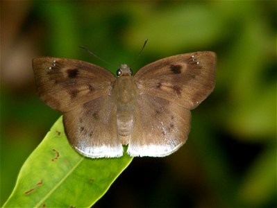 Immaculate/Large/Suffused Snow Flat
