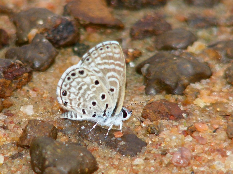 African Babul Blue_Azanus jesous