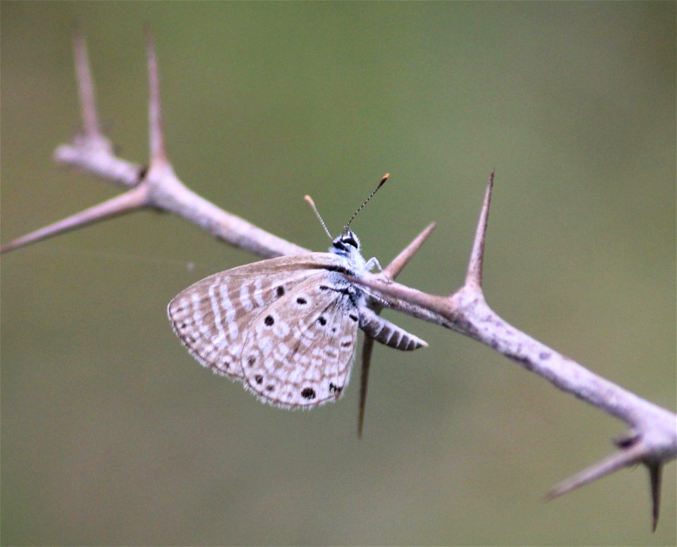 Azanus jesous Guérin-Méneville, 1847 – African Babul Blue