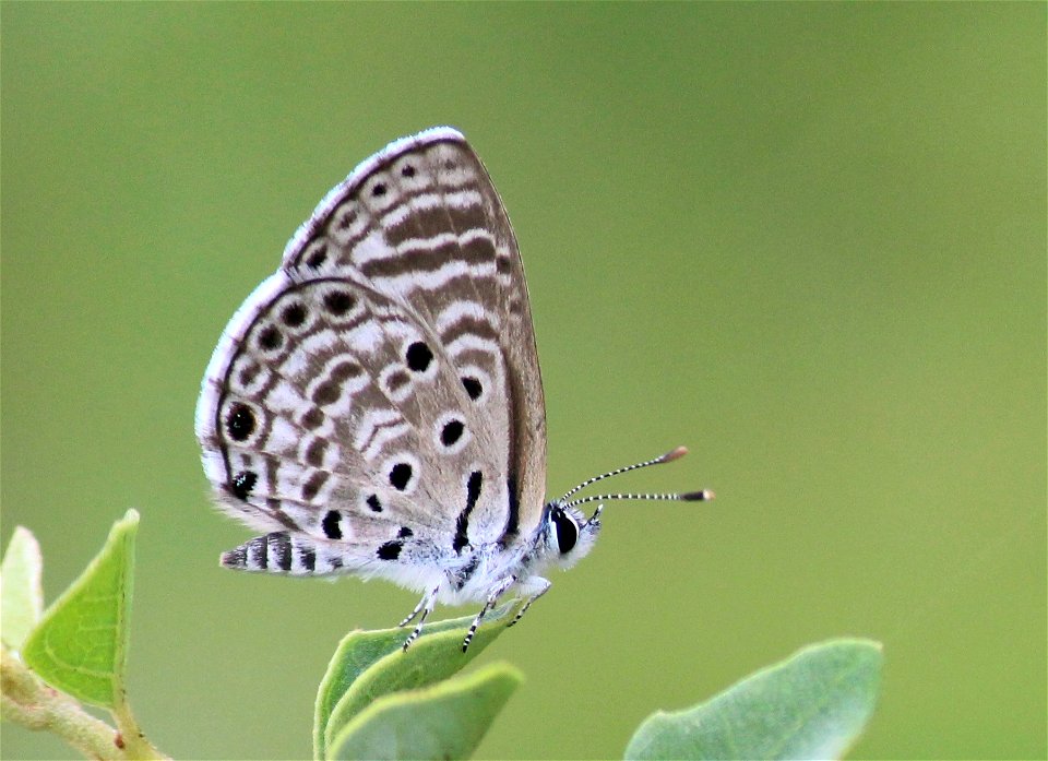 Azanus jesous Guérin-Méneville, 1847 – African Babul Blue