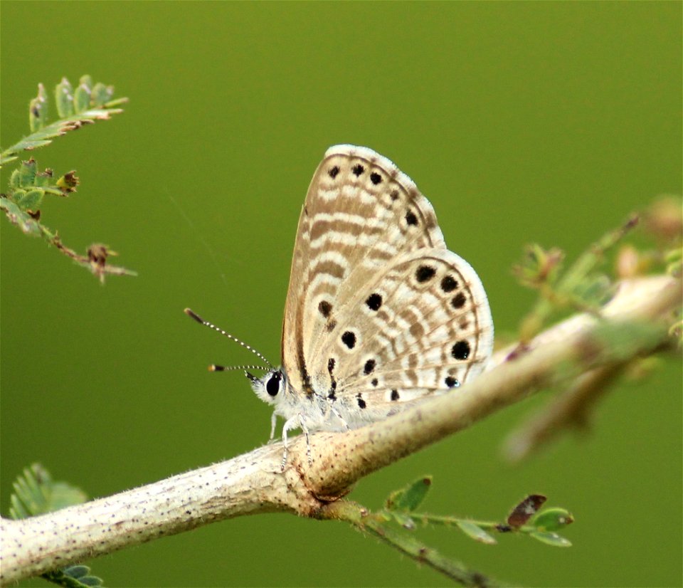 Azanus jesous Guérin-Méneville, 1847 – African Babul Blue