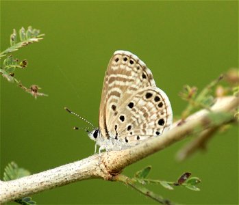 Azanus jesous Guérin-Méneville, 1847 – African Babul Blue