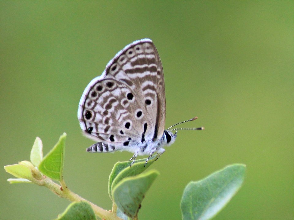 Azanus jesous Guérin-Méneville, 1847 – African Babul Blue