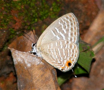 Metallic Cerulean_Jamides alecto photo