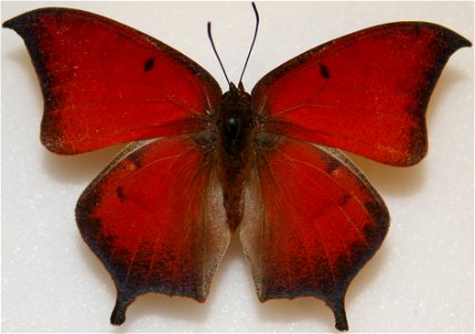 Tropical Leafwing photo