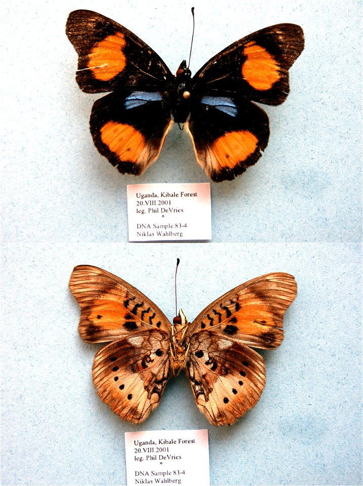 UGANDA.  Kibale Forest,  JEB 2007,  Exemplar,  <a href="http://nymphalidae.utu.fi/story.php?code=NW83-4" rel="nofollow">see in our database</a>